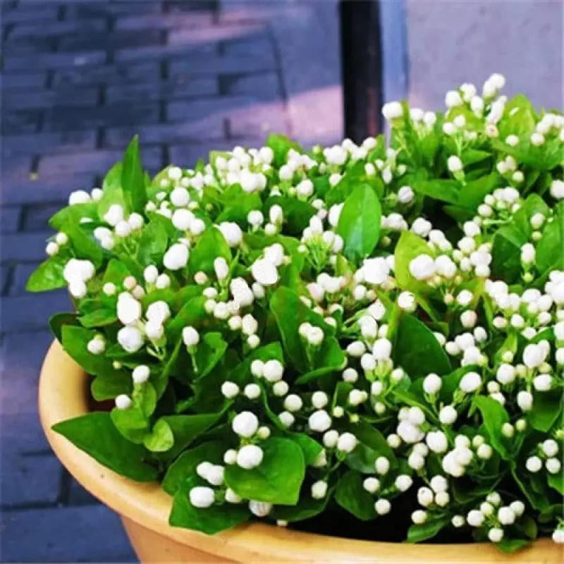 【¥ 6.99 / 100 Plants 】 Climbing Jasmine Seeds Aromatic Plants Suitable for Planting Garden Home Evergreen Silver Jasmine Garden Balcony Climbing Flowers Non-Gmo