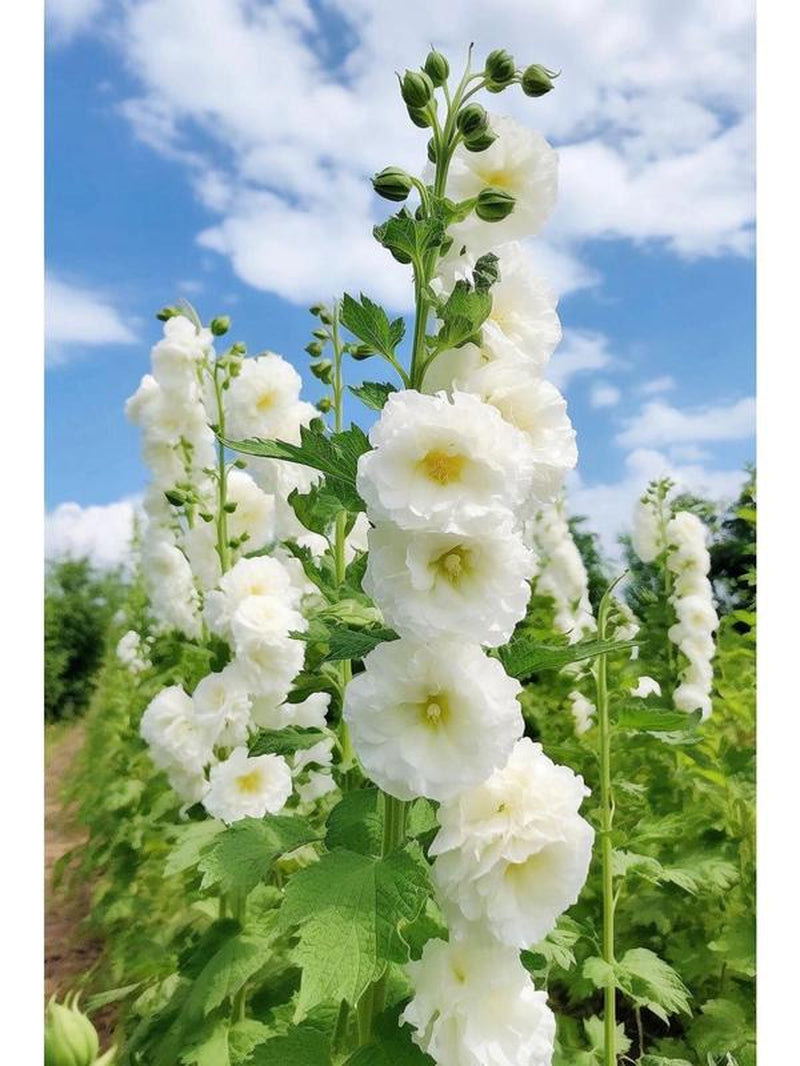 【¥ 6.99 / 100 Plants 】 Climbing Jasmine Seeds Aromatic Plants Suitable for Planting Garden Home Evergreen Silver Jasmine Garden Balcony Climbing Flowers Non-Gmo