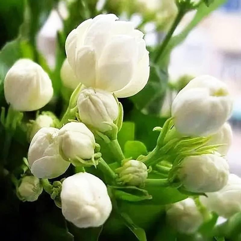 【¥ 6.99 / 100 Plants 】 Climbing Jasmine Seeds Aromatic Plants Suitable for Planting Garden Home Evergreen Silver Jasmine Garden Balcony Climbing Flowers Non-Gmo